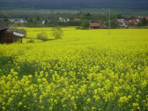 pict1511.jpg